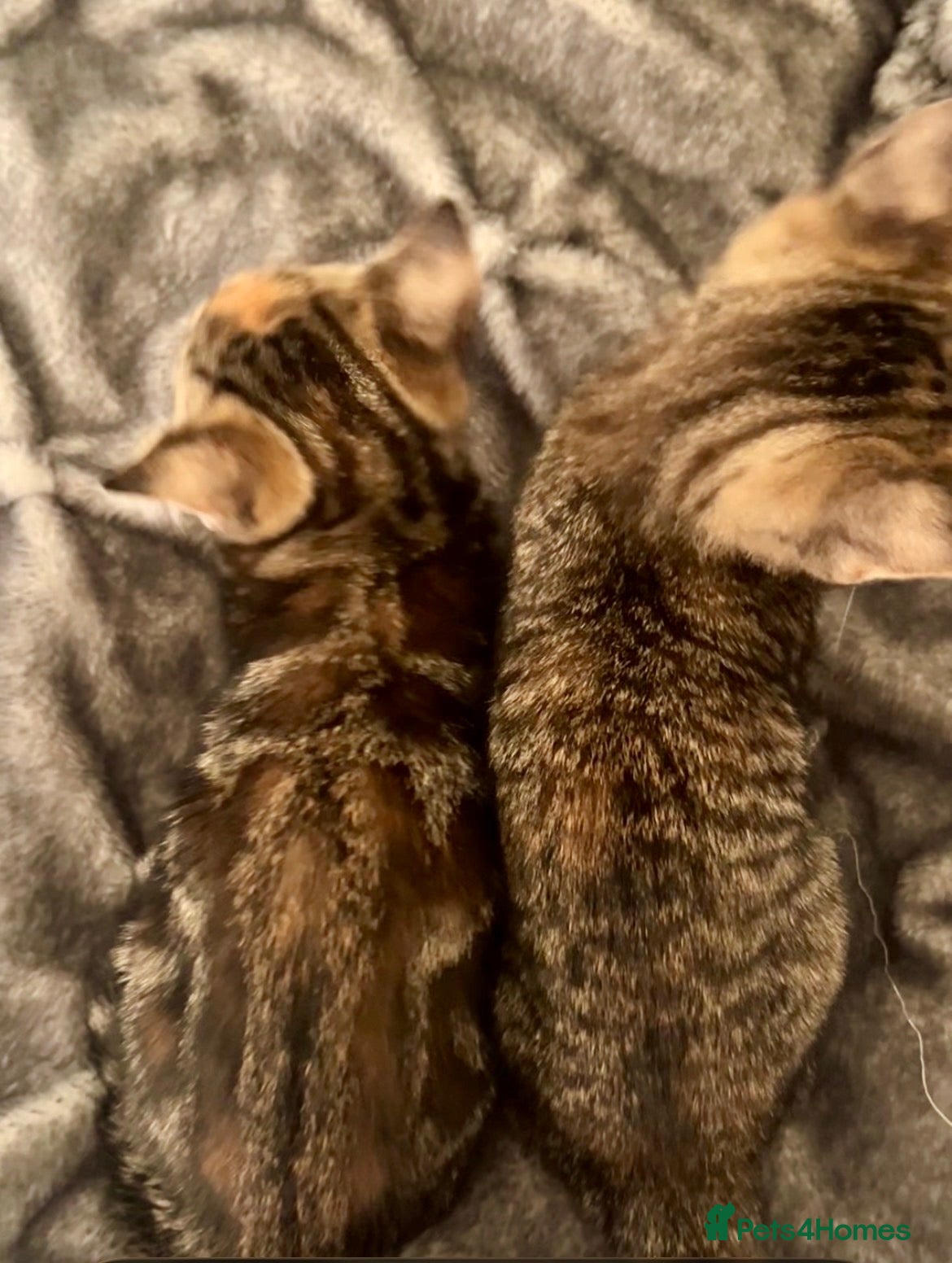 Bengal cats Bengal X With Famous Siblings!  - Advert 2