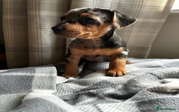Jack Russell dogs for sale: Beautiful litter of Jack russel pups  - Advert 5