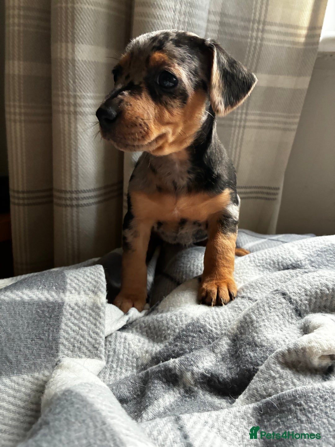 Jack Russell dogs for sale: Beautiful litter of Jack russel pups  - Advert 5