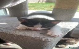 British Longhair cats for sale: Kittens for sale!! in Highbridge - Image 22
