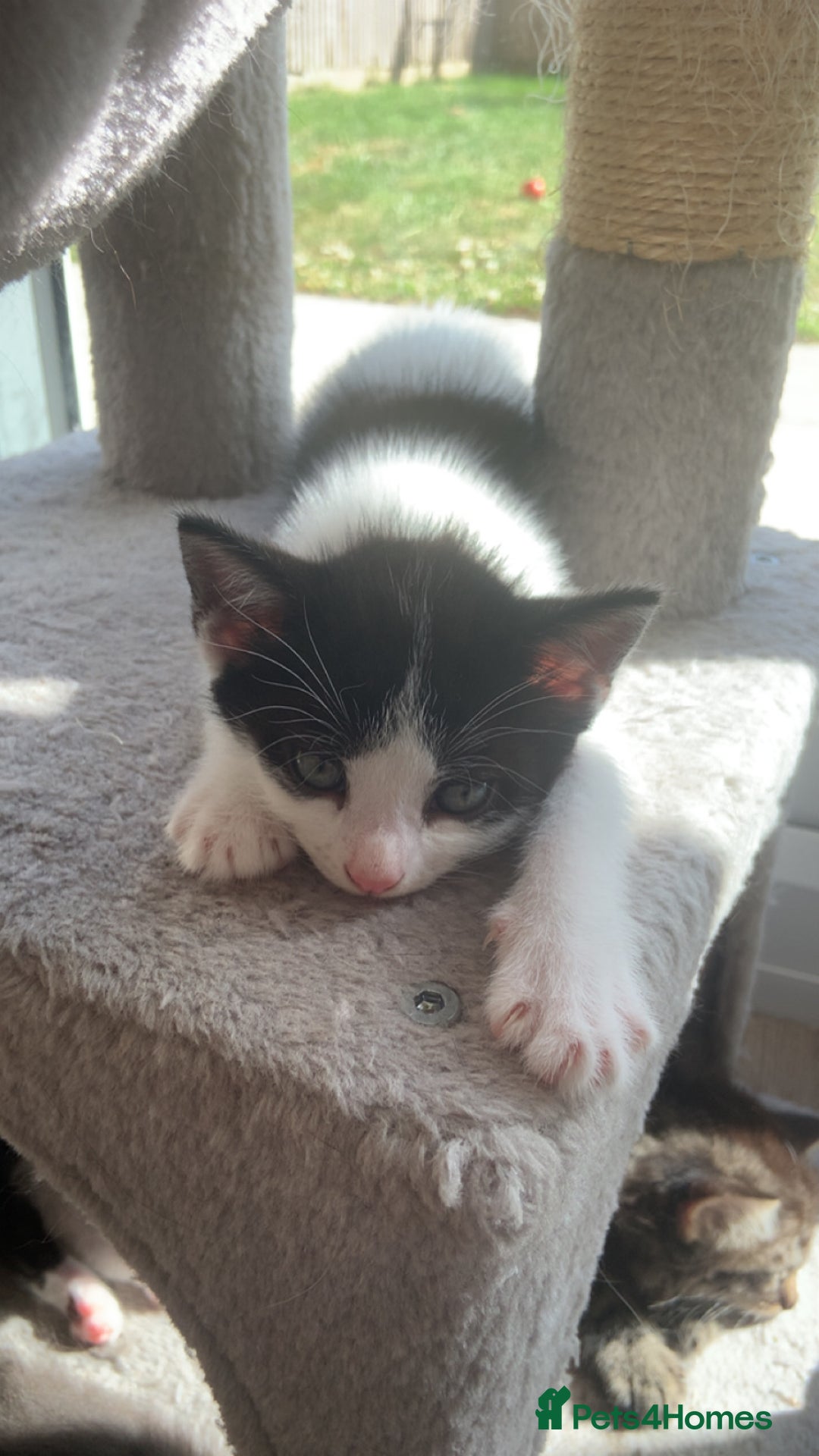 British Longhair cats for sale: Kittens for sale!! in Highbridge - Image 22