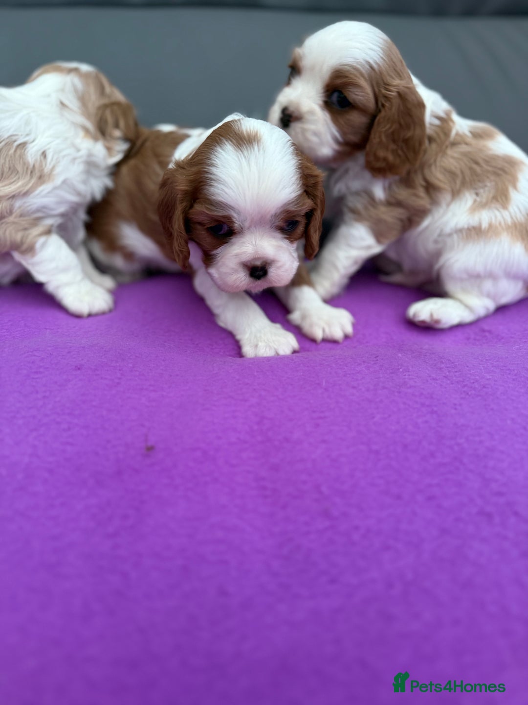 Cavalier King Charles Spaniel dogs for sale: Adorable Cavalier King Charles Spaniel  - Advert 30