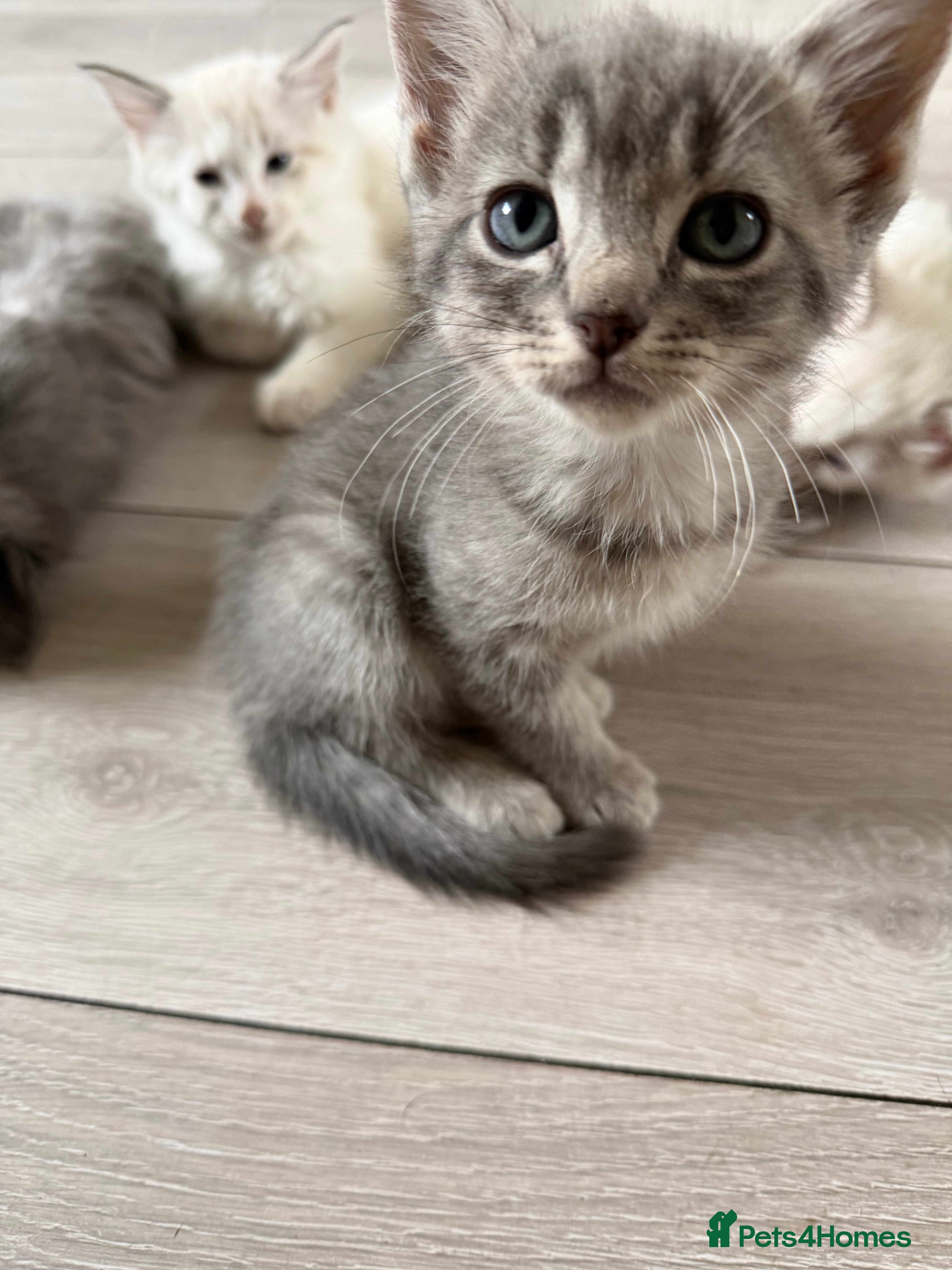 Ragdoll cats 2 stunning solid blue ragdoll cross kittens - Advert 2