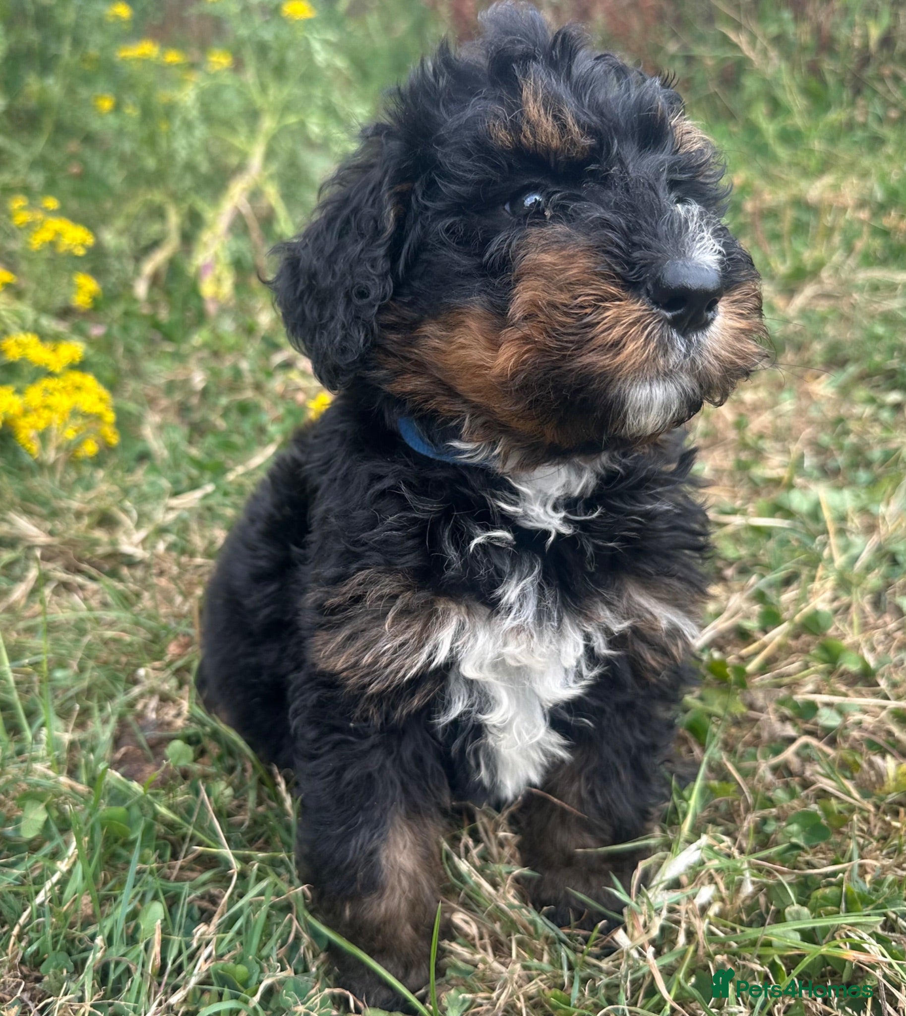 Bernedoodle dogs F1 STANDARD BERNADOODLES LAST 2 B/W GIRLS REDUCED - Advert 2