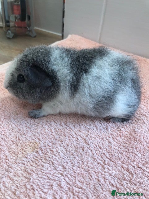Guinea Pig rodents for sale: Young Pure Bred Rex Boar-Aby Sows & Two Brothers - Advert 6