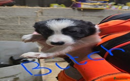 Border Collie dogs for sale: Border collie pups for sale - Image 5