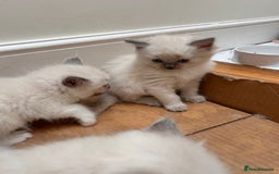 Ragdoll cats for sale: Beautiful pure ragdoll kittens  - Image 4