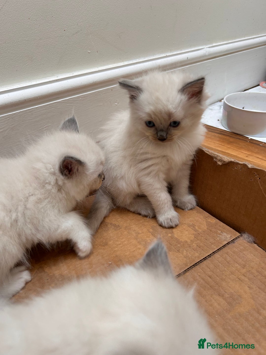 Ragdoll cats for sale: Beautiful pure ragdoll kittens  - Image 4
