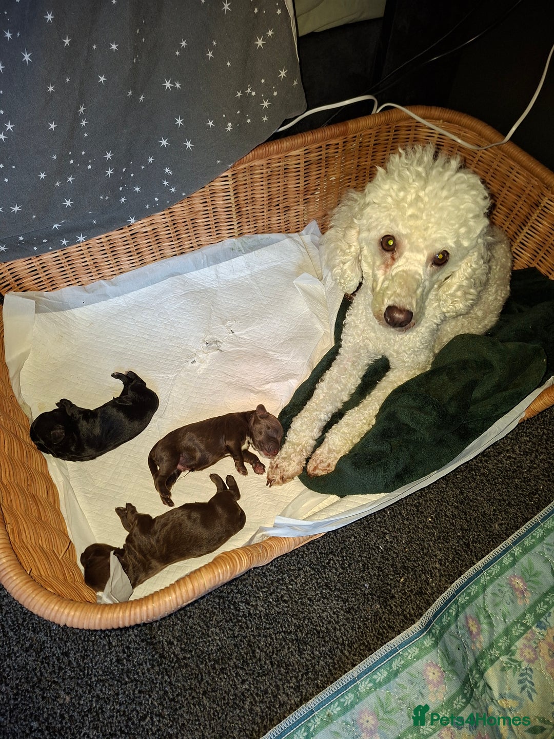 Cockapoo dogs for sale: Cockerpoos looking for forever homes - Advert 4