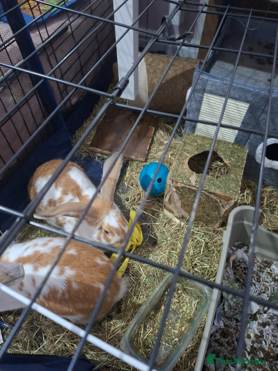 Giant Papillon rabbits for sale: Giant Rabbits  in Abergele - Advert 3