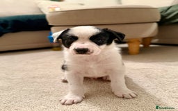Border Collie dogs for sale: Litter of 5 border collies for sale - Image 11