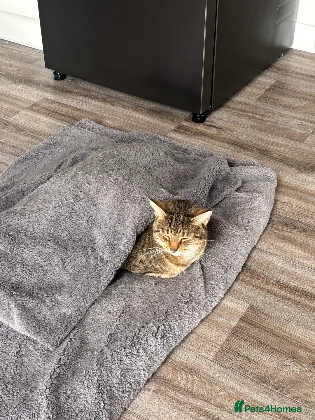 Mixed Breed cats for sale: Tabby female cat  - Advert 2