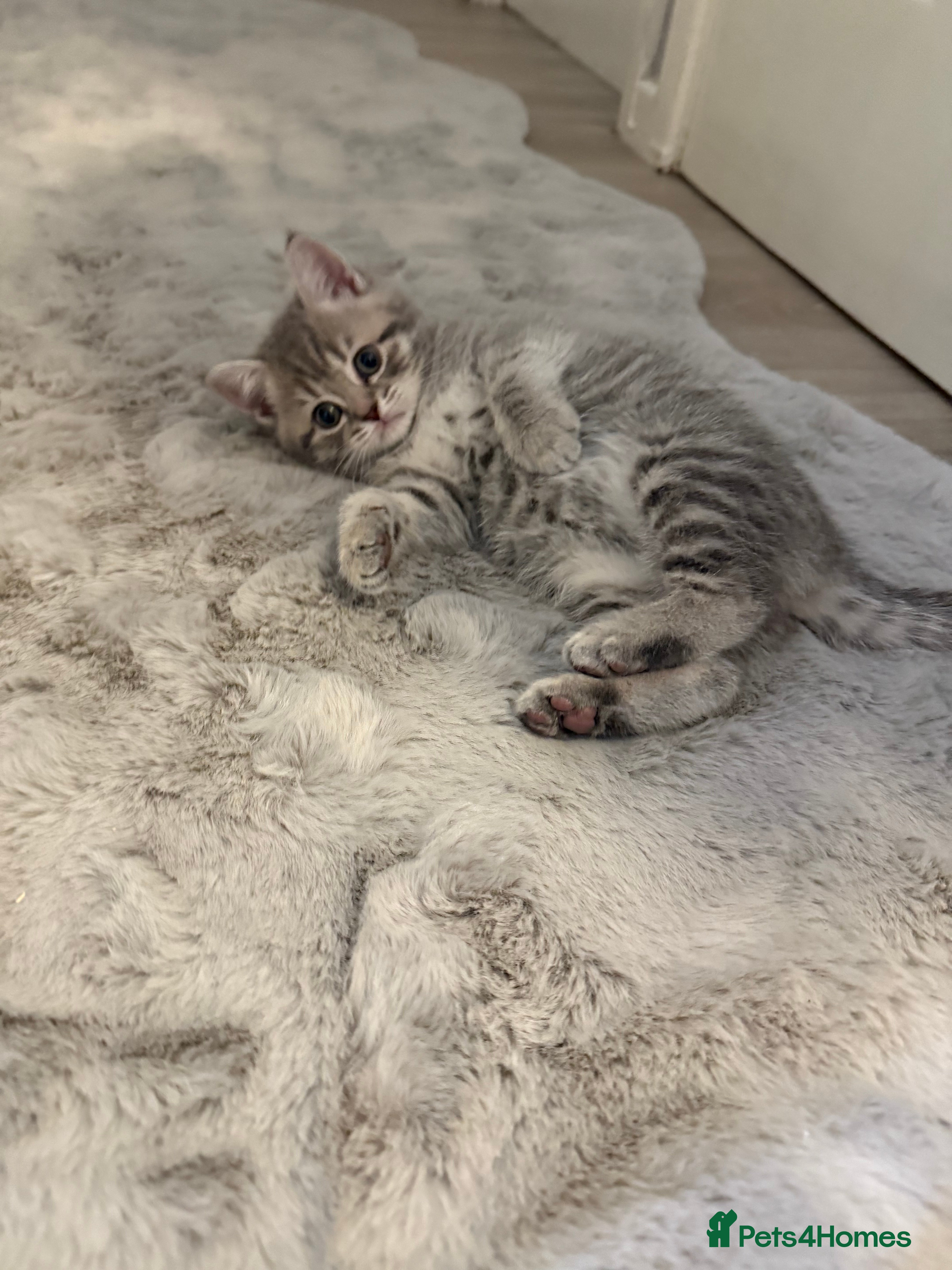 British Shorthair cats BRITISH SHORTHAIR KITTENS - Advert 10