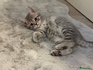 British Shorthair cats BRITISH SHORTHAIR KITTENS - Advert 10