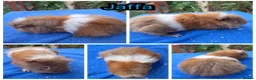 Guinea Pig rodents for sale: Baby Funky and Teddy type Boy Guinea Pigs - Advert 8