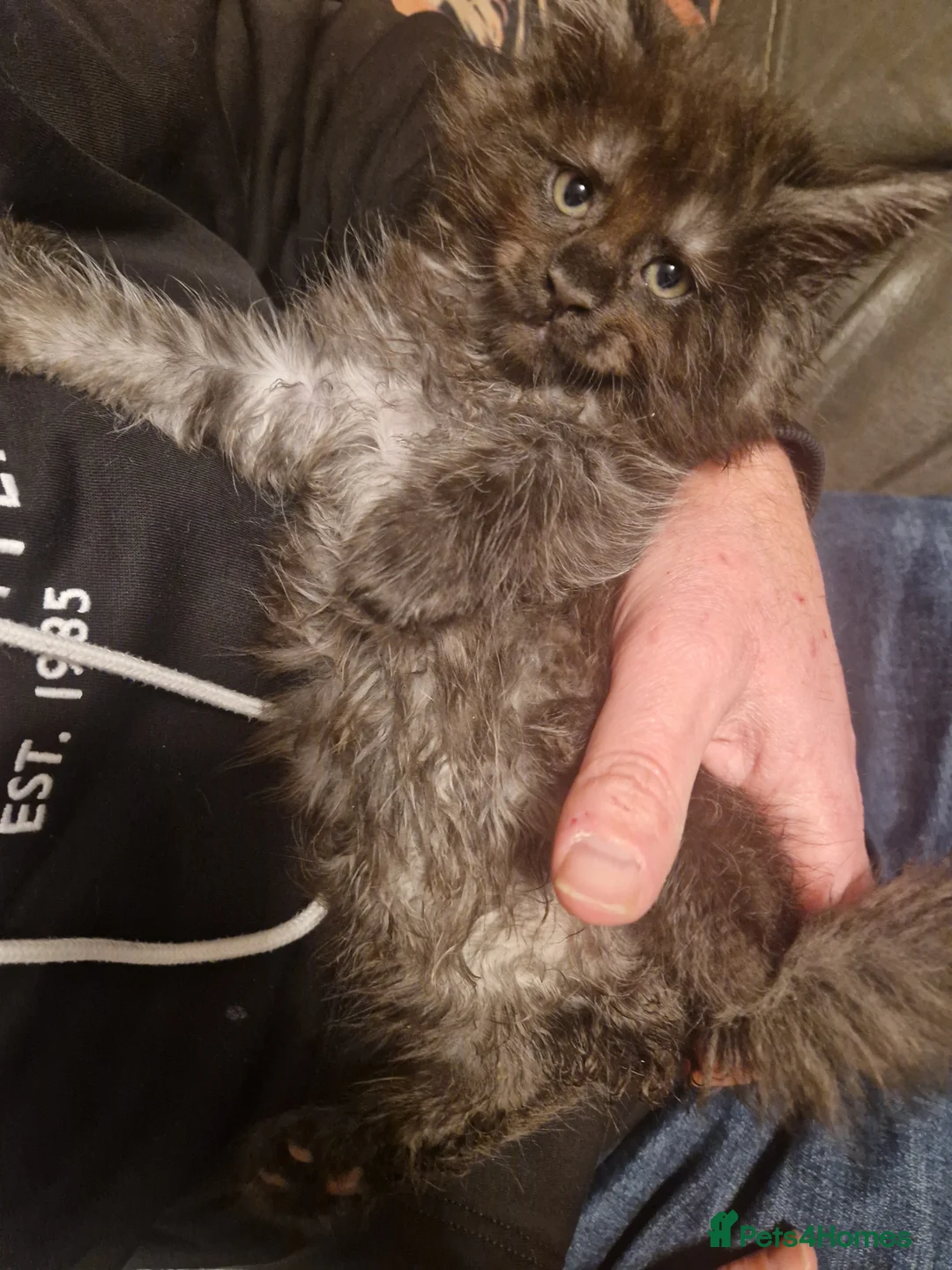 Maine Coon cats for sale: Maine Coon kittens - Advert 7