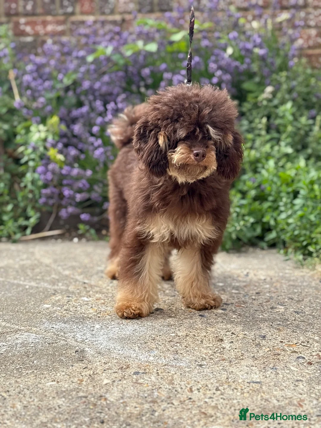 Toy Poodle dogs for stud: Chocolate Phantom Toy Poodle For Stud  - Advert 5