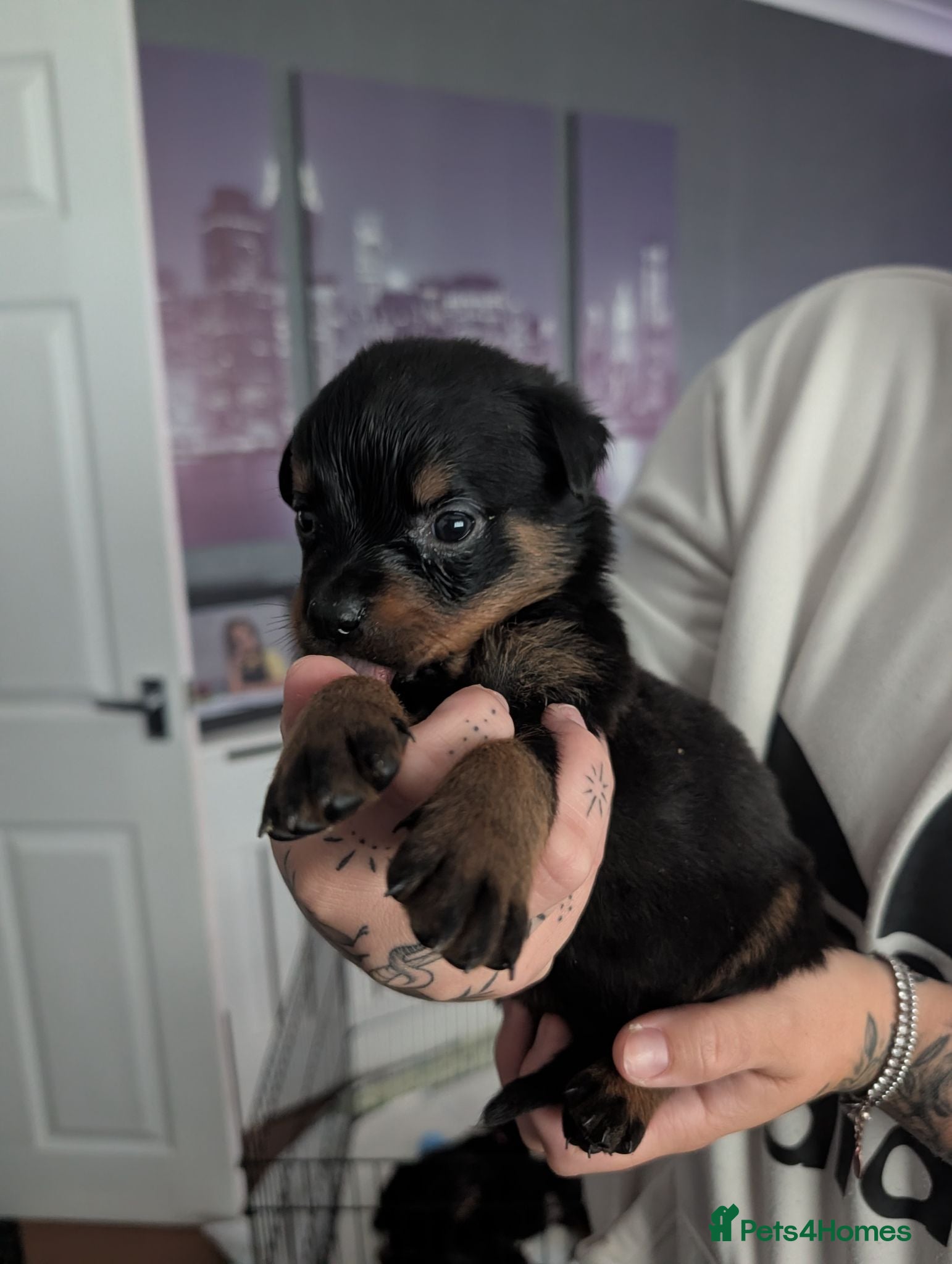Rottweiler dogs Rottweiler puppy's *KC reg* German rottweilers  - Advert 9