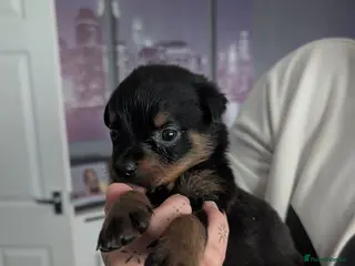 Rottweiler dogs Rottweiler puppy's *KC reg* German rottweilers - Advert 9