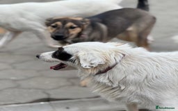 Mixed Breed dogs for adoption: Meet HANNAHH - a Lovely Girl for a Loving Home - Advert 20