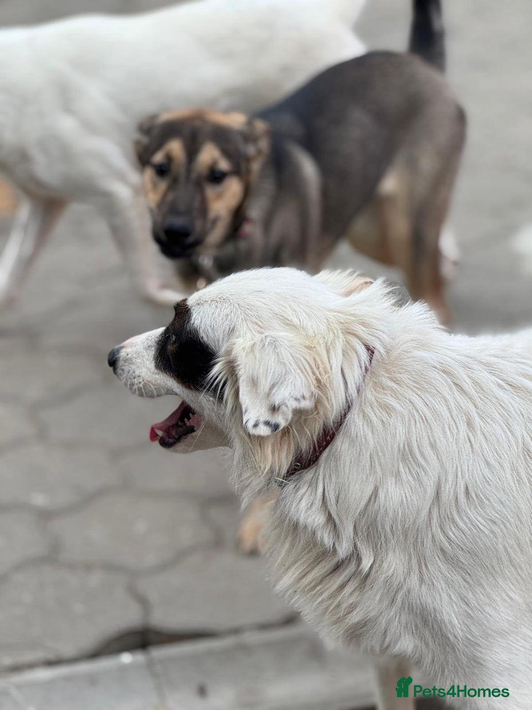 Mixed Breed dogs for adoption: Meet HANNAHH - a Lovely Girl for a Loving Home - Advert 20