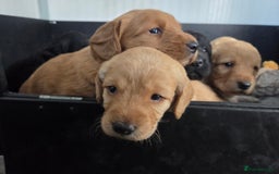Labradoodle dogs for sale: 7 Miniture labradoodles  - Image 24