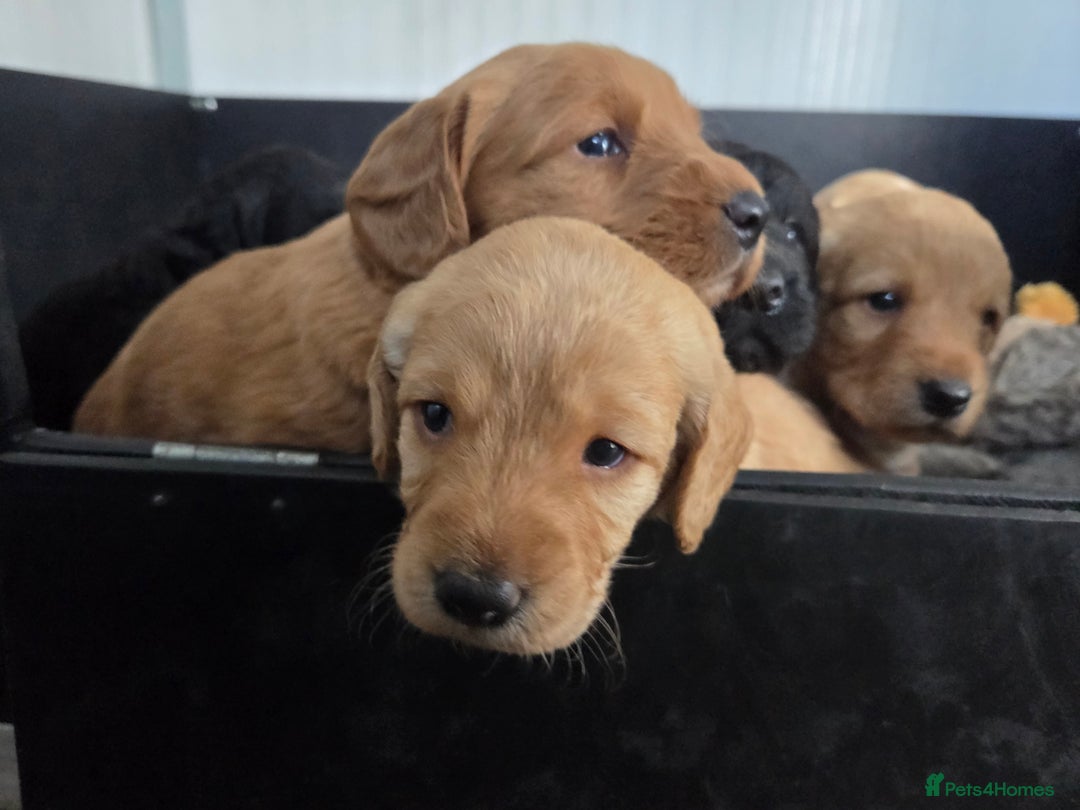 Labradoodle dogs for sale: 7 Miniture labradoodles  - Image 24