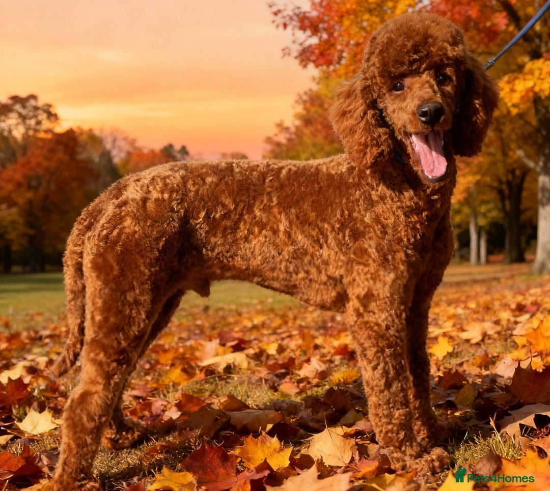 Labradoodle dogs for sale: Fox Red F1 Miniature Labradoodles  - Advert 20