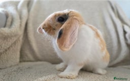 Mini Lop rabbits for sale: Mini Lop Rabbits Doe & very Playful Buck - Image 9