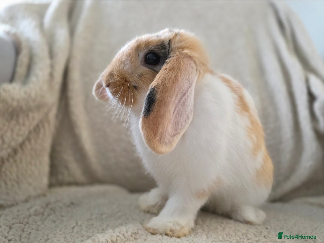 Mini Lop rabbits for sale: Mini Lop Rabbits Doe & very Playful Buck - Image 9