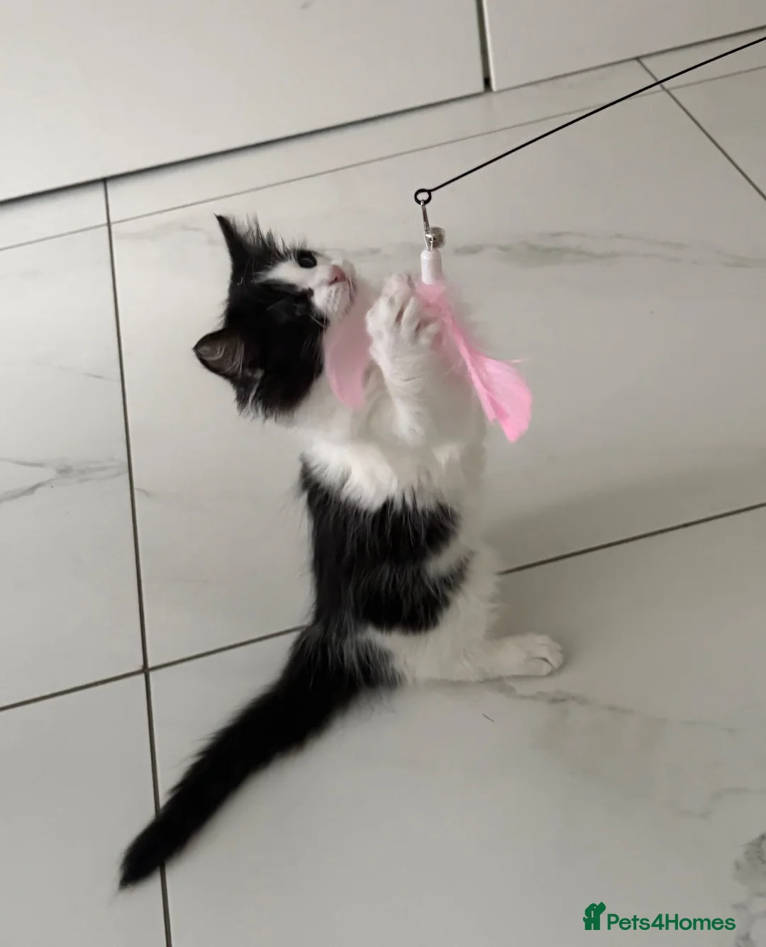 Mixed Breed cats for sale: Mixed ragdoll kitten in Nottingham - Advert 2