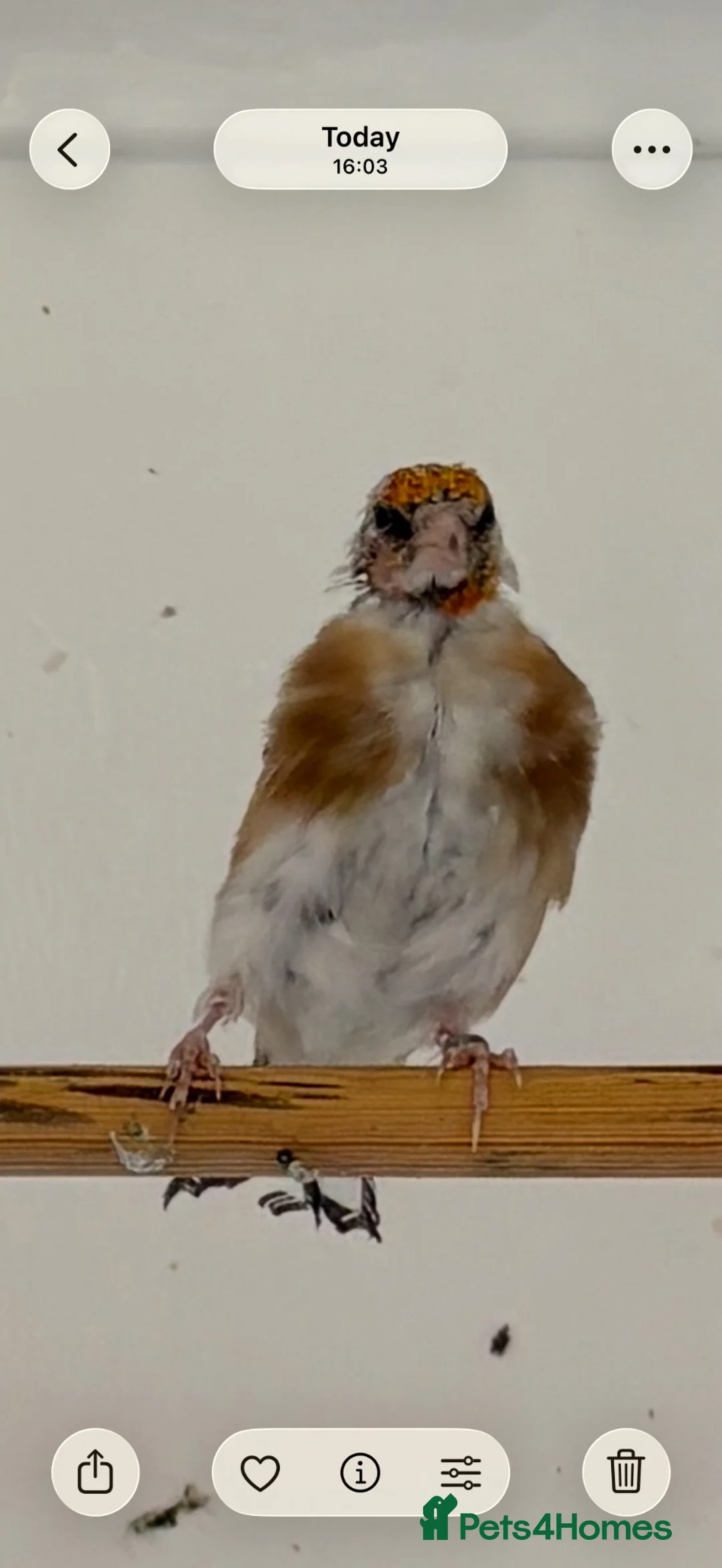 Finches birds for sale: Goldfinch  - Advert 2
