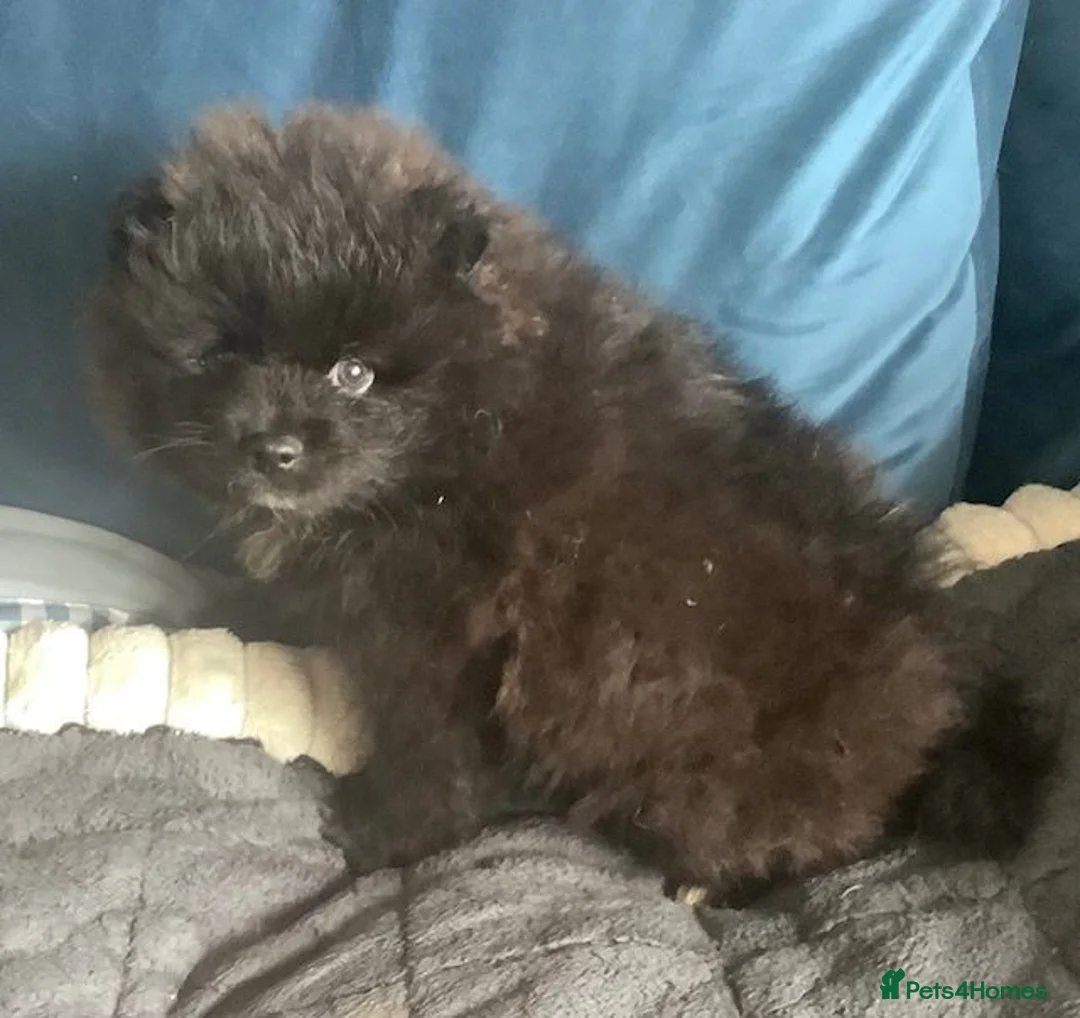 German Spitz dogs for sale: DELIGHFUL REGISTERED KLEIN DOG PUPPIES - Advert 5