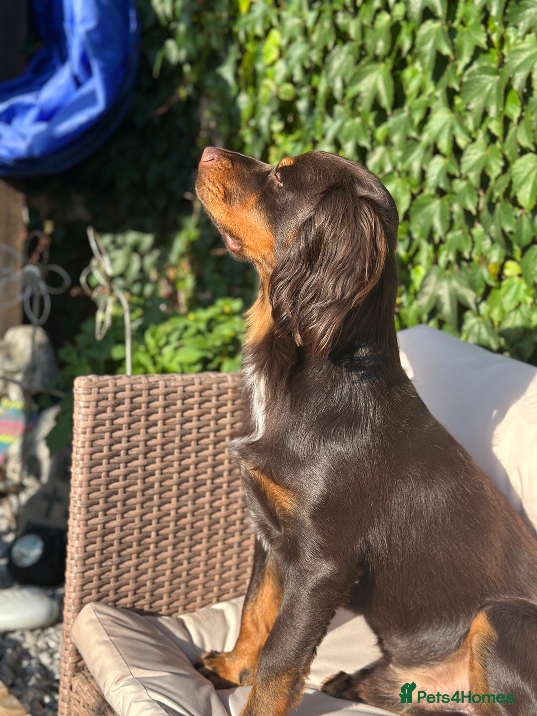 Cocker Spaniel dogs for stud: Handsome Chocolate and Tan WCS  - Image 3