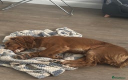 Cocker Spaniel dogs for sale: Working cocker spaniel  - Advert 2