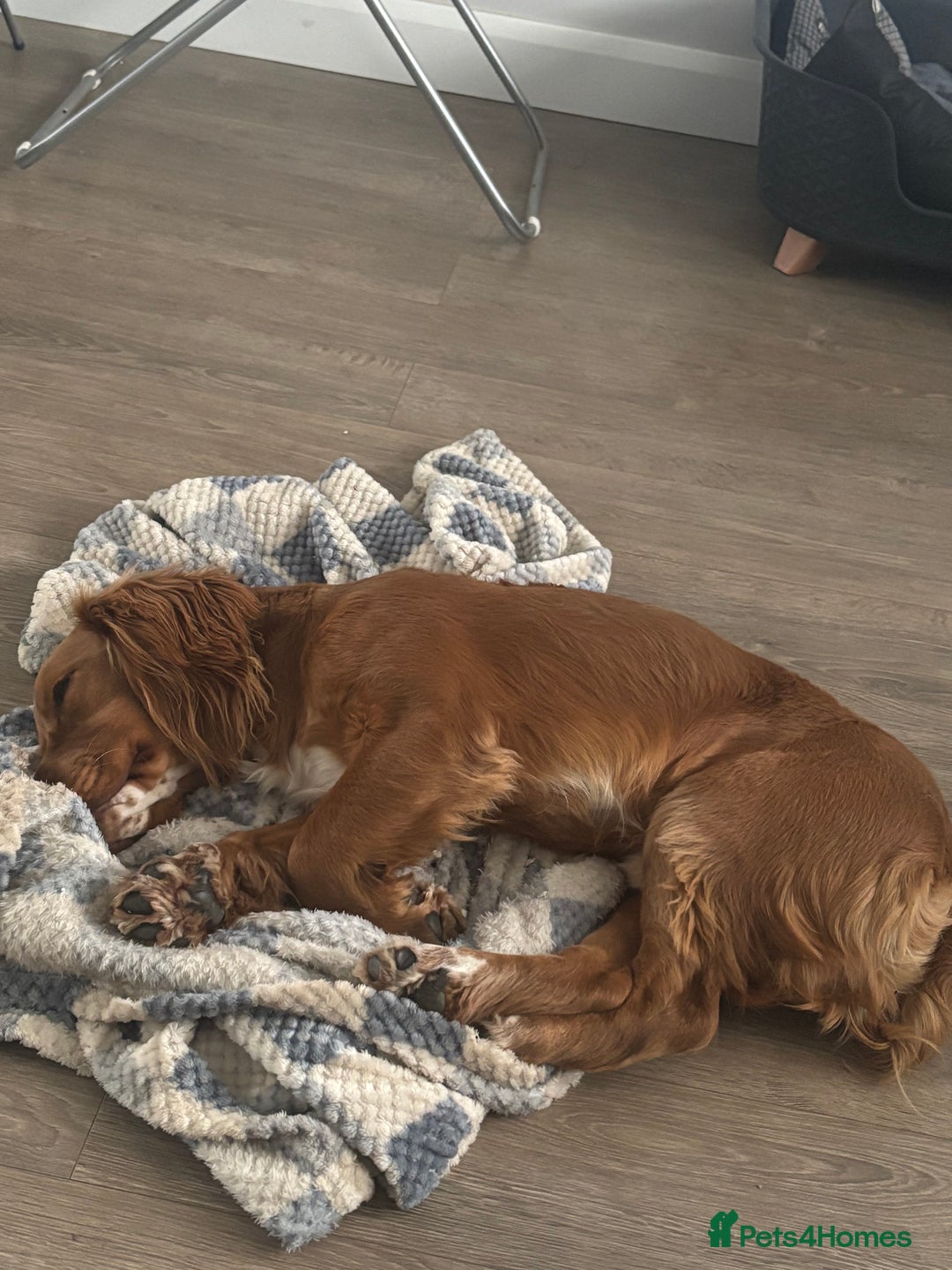 Cocker Spaniel dogs for sale: Working cocker spaniel  - Advert 2