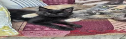 Maine Coon cats for sale: REDUCED XL Stunning full Maine Coon Kittens –  - Advert 1