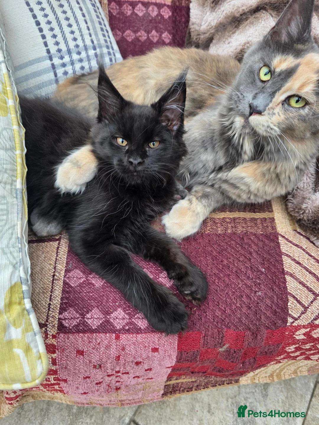 Maine Coon cats for sale: REDUCED XL Stunning full Maine Coon Kittens –  - Advert 1