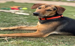 Mixed Breed dogs for adoption: LUNA - 9 months old, Adorable Girl Hound Mix Pup - Image 1