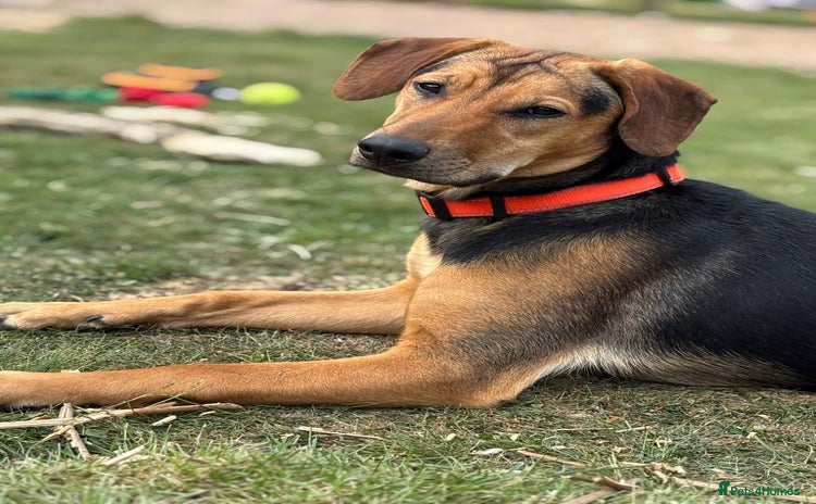 Mixed Breed dogs - Advert 1