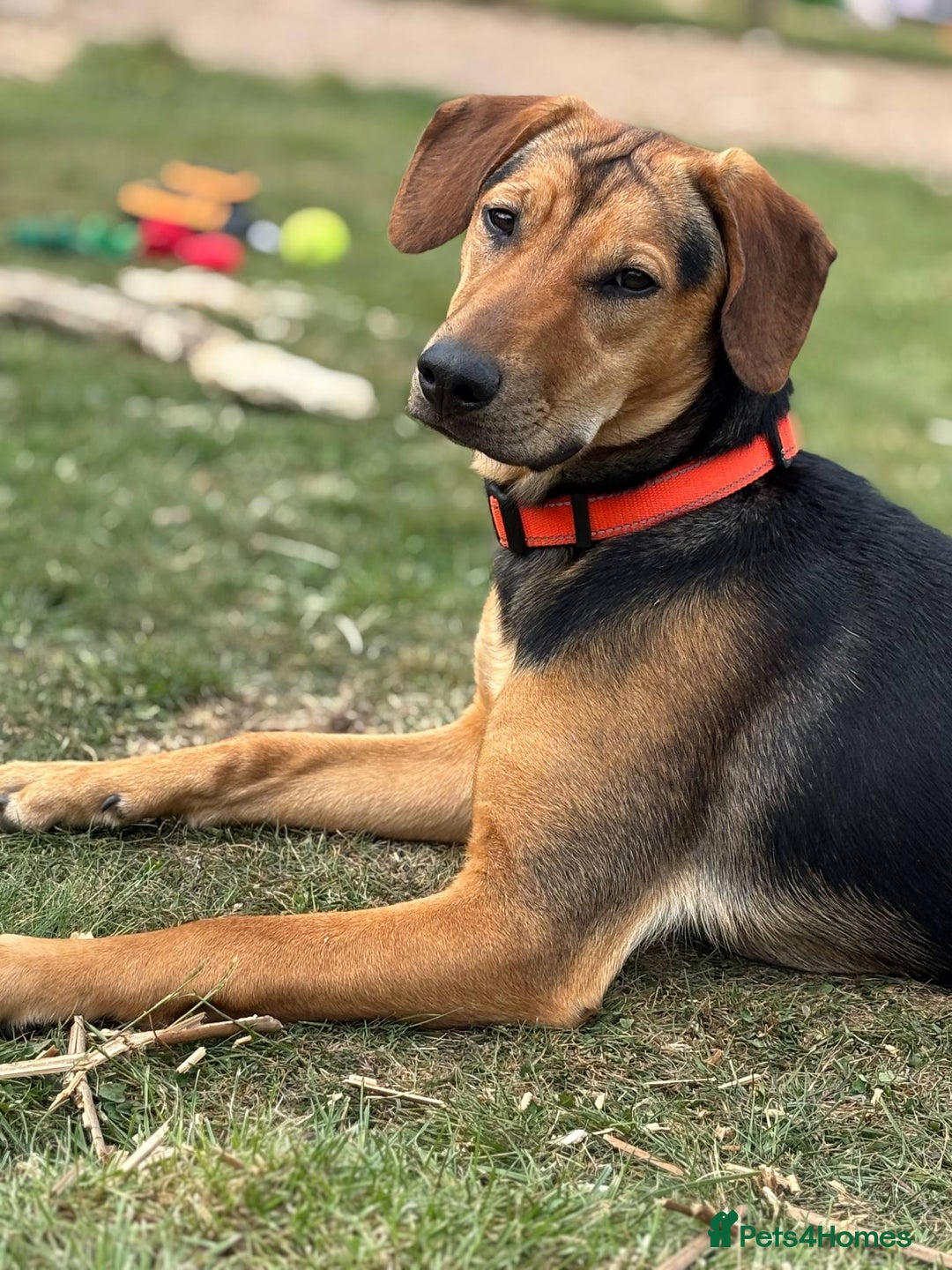 Mixed Breed dogs for adoption: LUNA - 9 months old, Adorable Girl Hound Mix Pup - Image 1