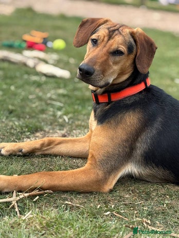 Mixed Breed dogs for adoption - Advert 1