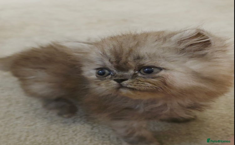 Persian cats - Advert 6