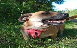 Mixed Breed dogs for adoption: 💖🐶 BONNY 🐶💖 - Image 15