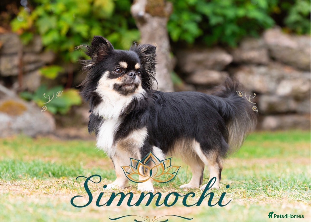 Chihuahua dogs for sale: Exquisite long coat chihuahuas  - Advert 7