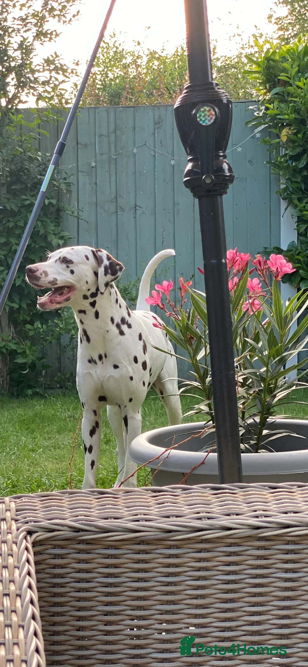 Dalmatian dogs for stud: Kc Reg Proven stud Dalmatian  in Ormskirk - Advert 4