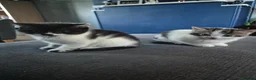 Domestic Shorthair cats for sale: 2x kittens  - Advert 3