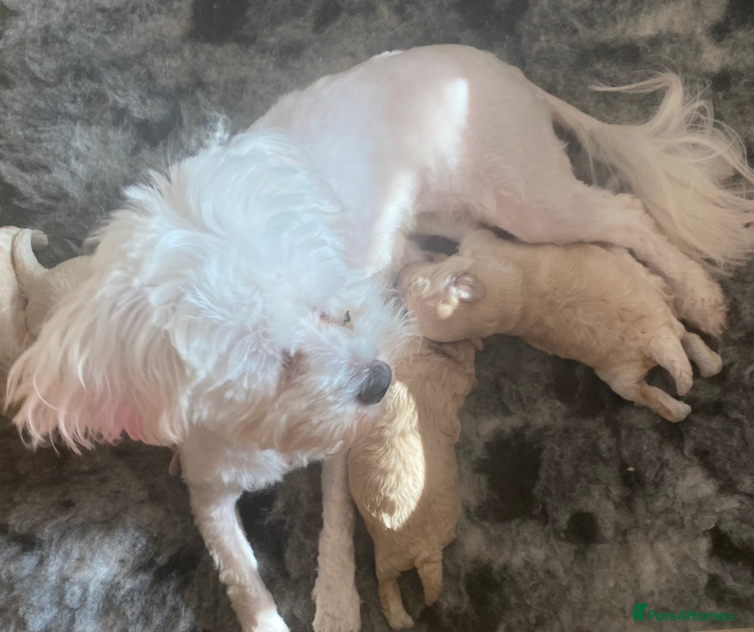 Maltipoo dogs ULTIMATE tiny toy F1b maltipoo puppy - Advert 7