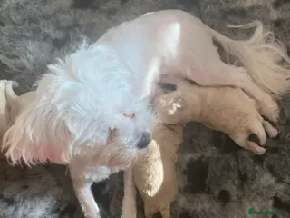 Maltipoo dogs ULTIMATE tiny toy F1b maltipoo puppy - Advert 7