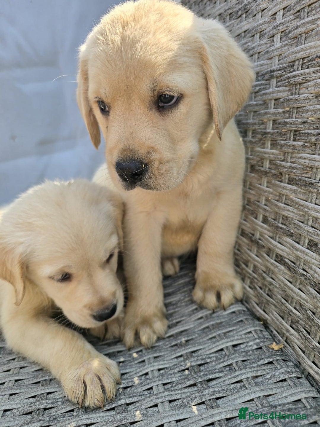 Goldador dogs for sale: Goldador puppy's  - Advert 2